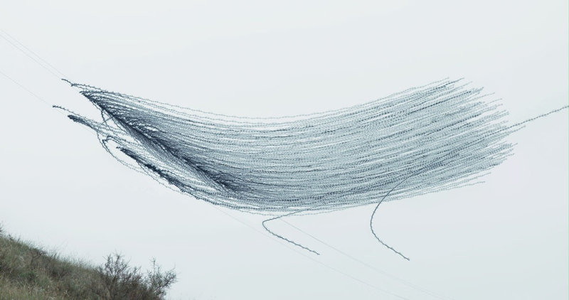 Illustration for article titled You've Never Seen Birds Fly Like This Before